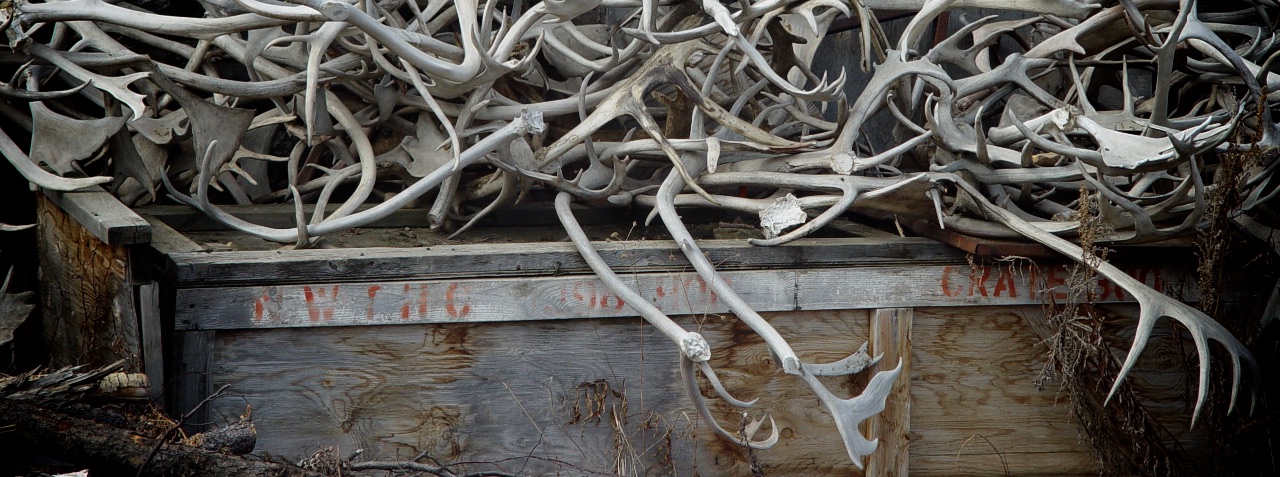 Antler pile, Journal of Wild Culture, ©2017
