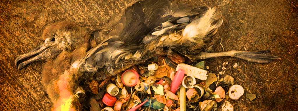 Bird stomach with trash, Wild Culture, ©2015