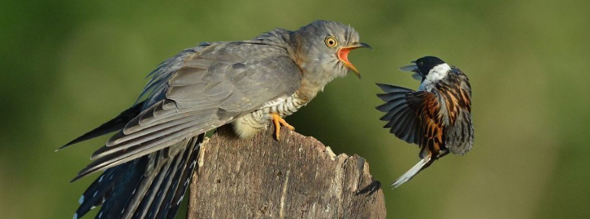 Cuckoo defending, journal of wild culture, ©2020