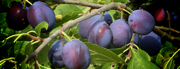 Damsons on branch, Wild Culture, ©2014
