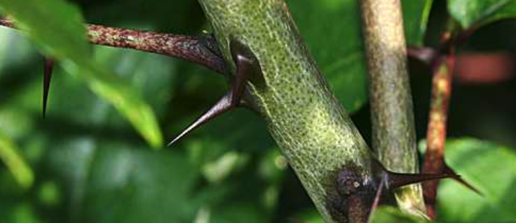 Prickly ash