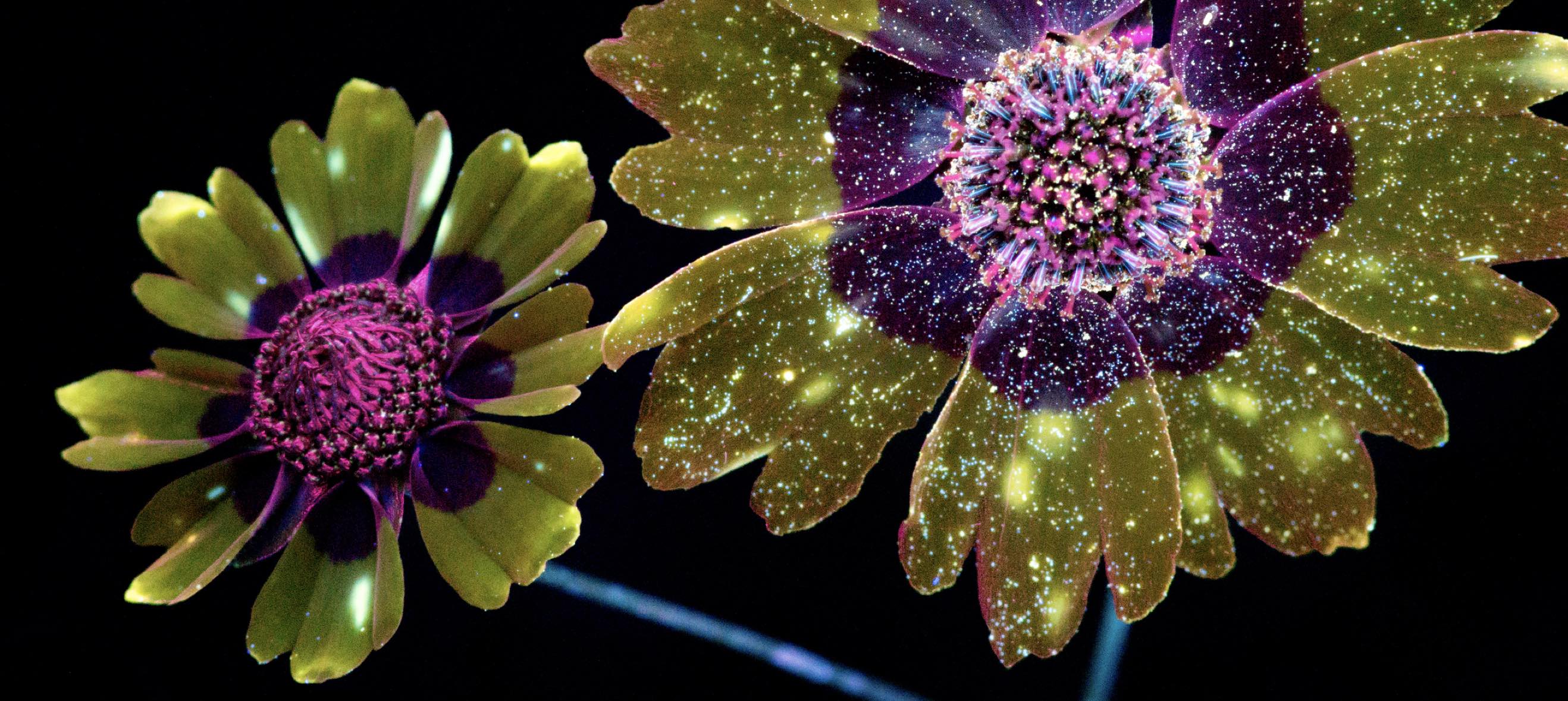 Flowers from (the) Mojave, journal of wild culture, ©2019