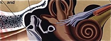 Inner ear