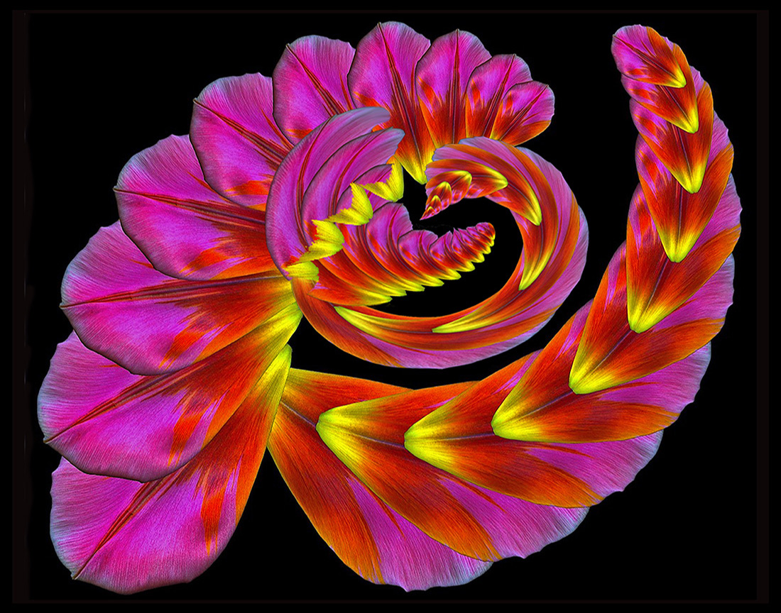 Tulip Spin, by Rick Simon, journal of wild culture ©2021