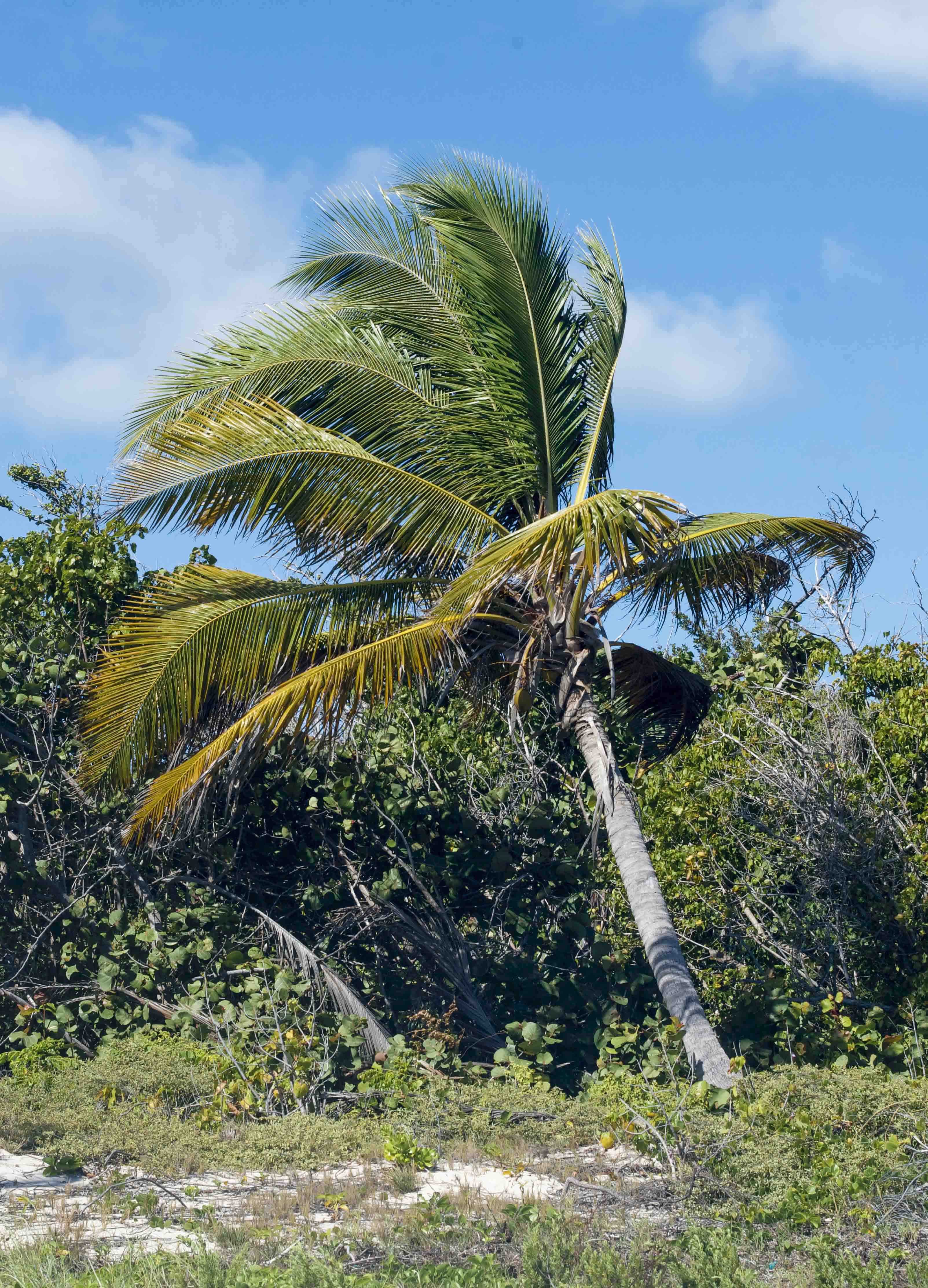 Coconut palm, journal of wild culture, ©051620.jpg
