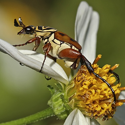 DeltaFlowerBeetle_JudyLyle, journal of wild culture ©2021
