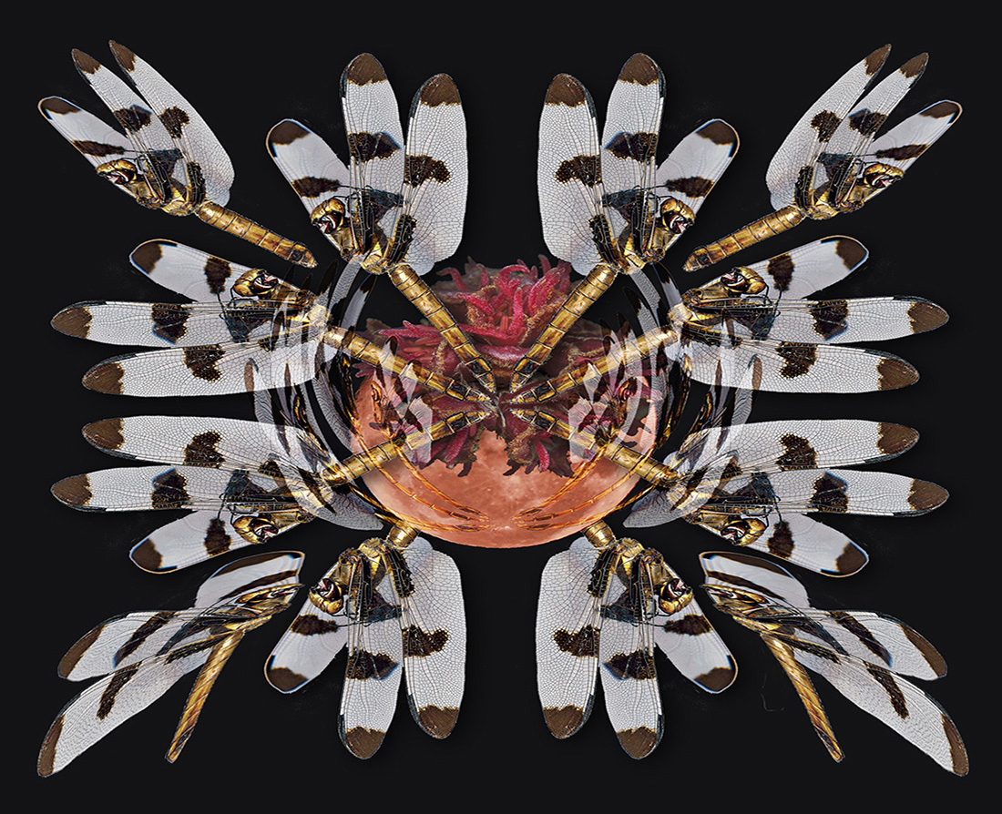 Dragon Fly, by Rick Simon, journal of wild culture ©2021