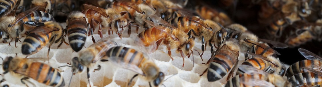  Honey bees on comb by Eric Tourneret©.jpg 
