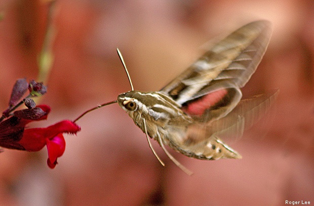 HummingbirdMoth_RogerLee, journal of wild culture ©2021.jpg