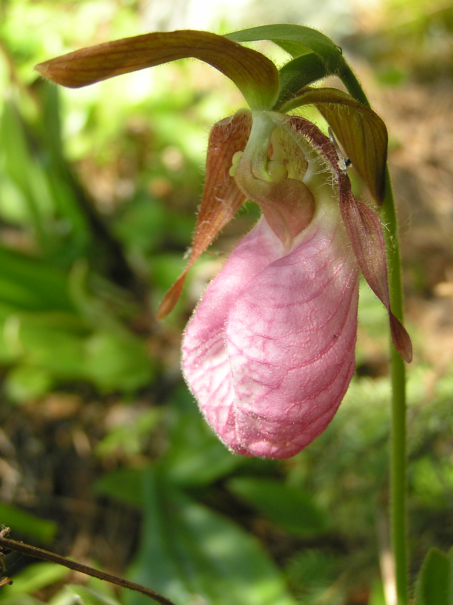 Lady slipper, journal of wild culture, ©2020