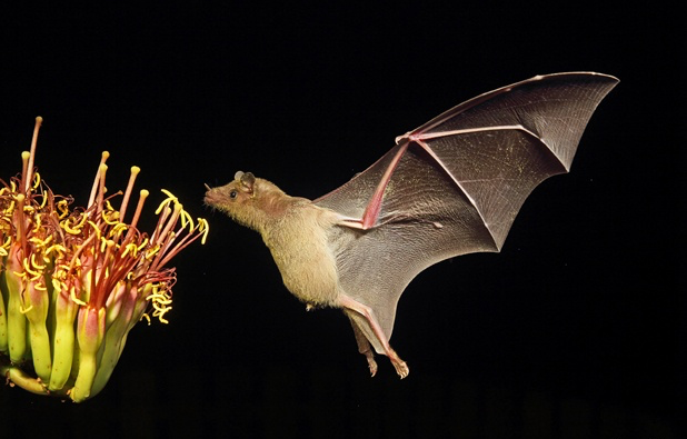 LesserLongNosedBat_JohnHoffman, journal of wild culture ©2021