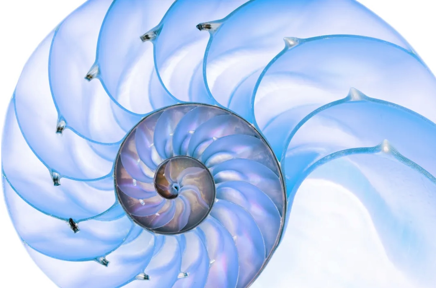 Nautilus_fractals_wildculture.com
