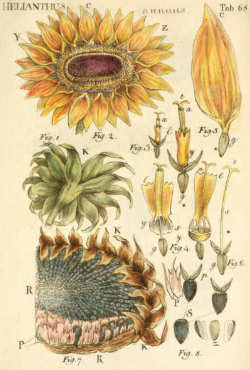 Helianthus by John Miller, journal of wild culture ©2020