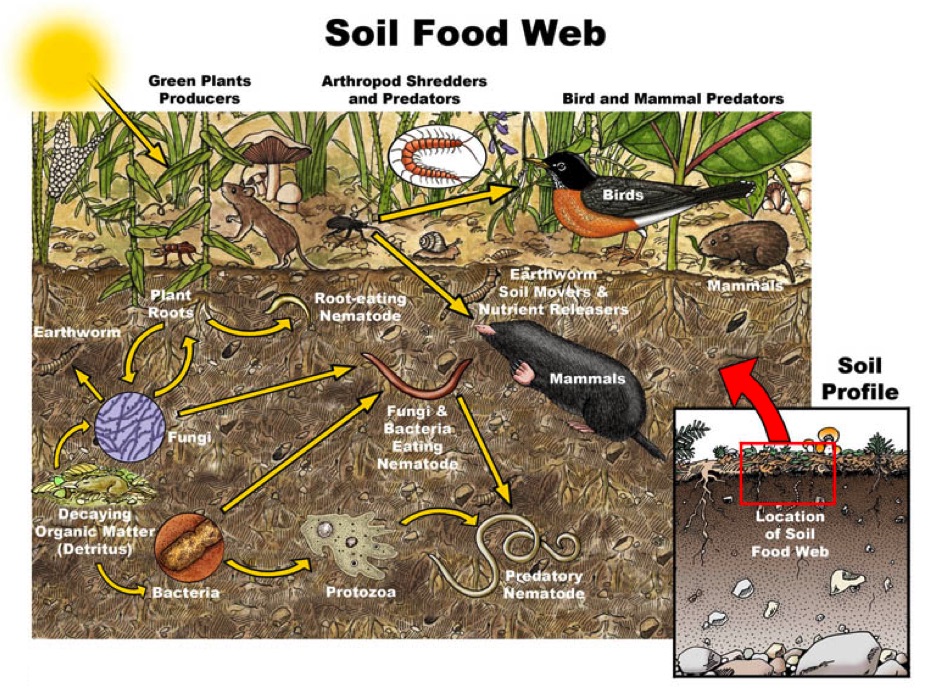 Soil Food Web by Sheri Amsel. journal of wild culture