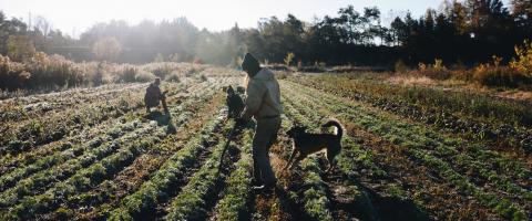  Iza and Samo Login, organic farming, wild culture ©2021