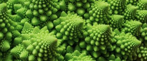 Fractals in nature_journal of wild culture ©2025