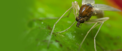 Gnat, journal of wild culture, ©2019